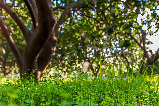 5012採用草生栽培取代農藥，有機肥取代化學肥料，物理性防治病蟲害，或許更加倍勞累，但是我們想讓地球也微笑著。